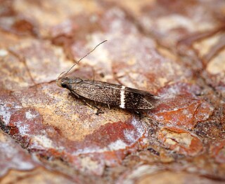 <i>Syncopacma ochrofasciella</i> Species of moth