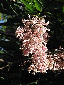 Syringa tomentella02.jpg