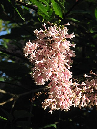 <i>Syringa tomentella</i> Species of flowering plant in the family Oleaceae