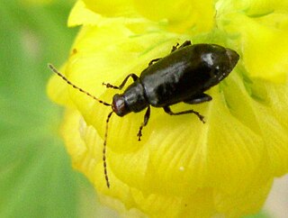 <i>Systena hudsonias</i> Species of beetle