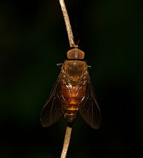 Tabanidae