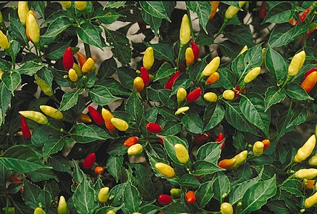 File:Tabasco peppers.JPG