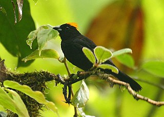 Tawny-crested tanager Species of bird