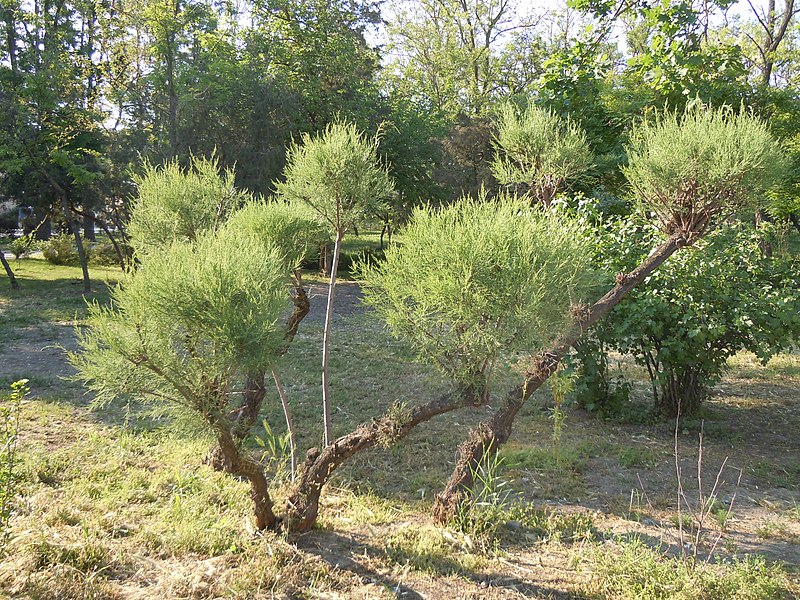 File:Tamarix ramosissima in Hyrdopark Luzanivka.jpg