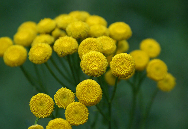 File:Tansy (2741716725).jpg