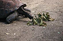 Some of the zoos longest and oldest residents are the group of Aldabra giant tortoises