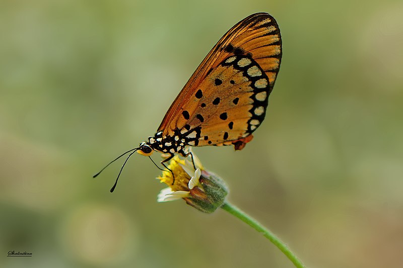 File:Tawny coaster Kottukal.jpg