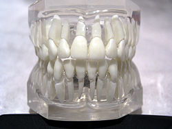 Teeth model front.jpg