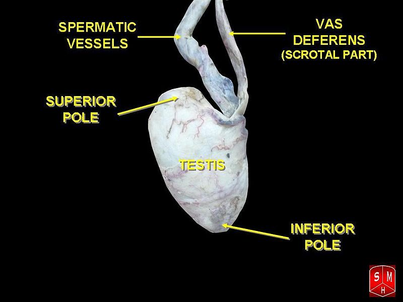 File:Testis, spermatic vessels and vas deferens.jpg
