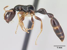 Tetraponera mandibularis