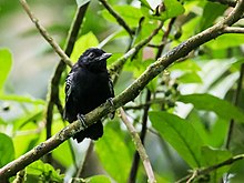 Thamnophilus cryptoleucus - Castelnau's Antshrike (kesilgan) .jpg