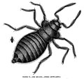 The Bed-Bug (Cimex lectularius).