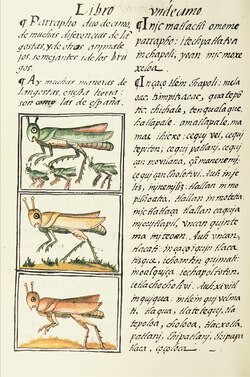 Molinillo (utensilio de cocina) - Wikipedia, la enciclopedia libre