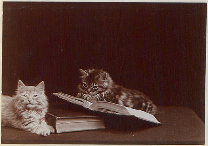 An internet-friendly photograph, one of over 5000 images donated by the British Library from their Canadian Collection