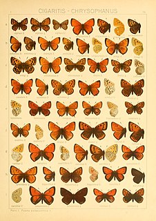 <i>Lycaena ottomanus</i> Species of butterfly