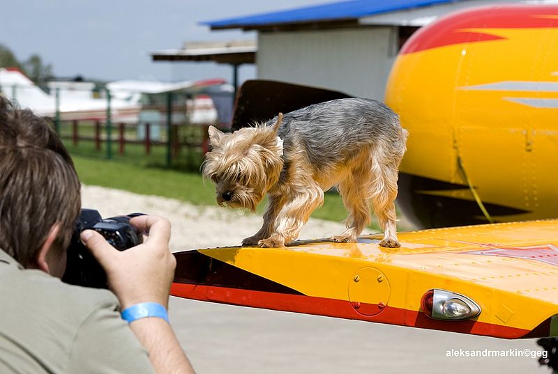 File:The photographer and a doggie on a plane wing (7456031710).jpg