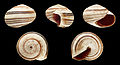 * Nomination Shell of a Moroccan land snail, Theba dehnei dehnei --Llez 06:05, 17 August 2014 (UTC) * Promotion Good quality. --Jacek Halicki 07:35, 17 August 2014 (UTC)