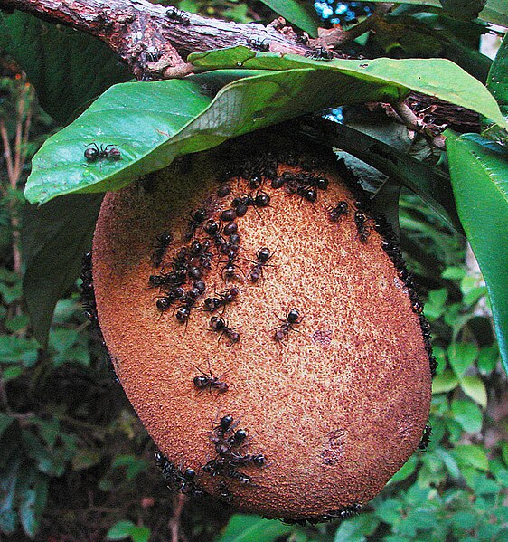 File:Theobroma grandiflorum, with ants (9906024606).jpg