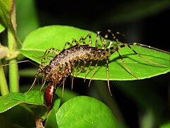 Thereuonema tuberculata predation on Forficula earwig.jpg