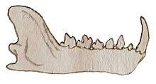 Thereutherium thylacodes.jpg