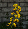 Thermopsis lanceolata. Locatie, Tuinen Mien Ruys in Dedemsvaart.