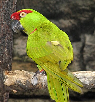 Thick-billed Parrot 2.jpg