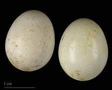 Tichodroma muraria (museum specimens) (wallcreeper ) eggs