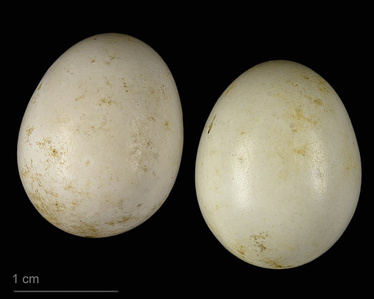 File:Tichodroma muraria MHNT.ZOO.2010.11.184.1.jpg