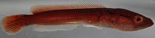 Two-cm-long fry: Its color when young explains another of its names, the red snakehead. Tomanfry.jpg