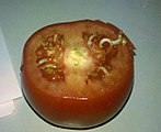 Tomato germination.jpg