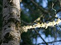 Taŭnsenda parulio ĉe Nacia Parko Redwood