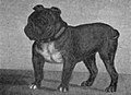 Toy Bulldog Little Knot 1903.jpg