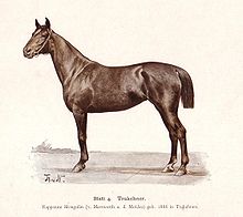 dessin de Thomas von Nathusius représentant un cheval trakehner en entier, vu de profil