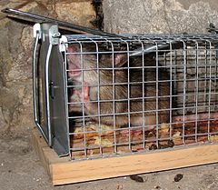 rat cage extension