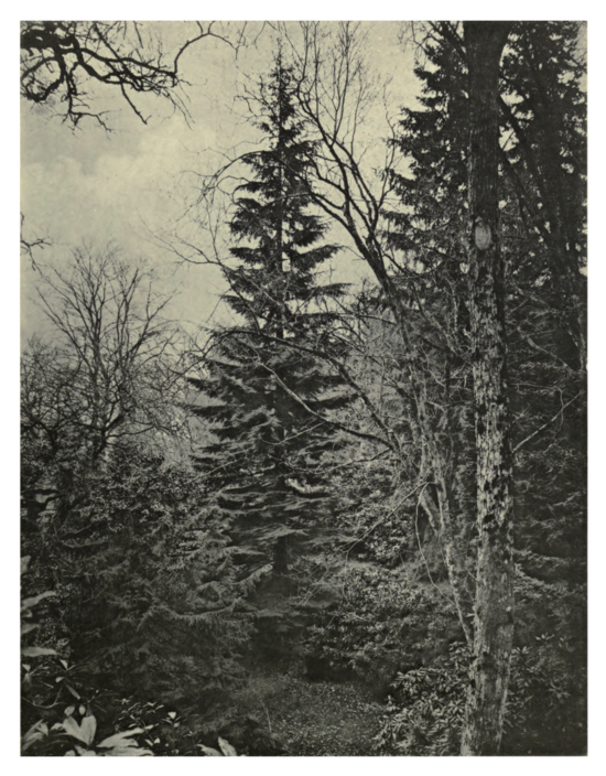 Plate 69: Western Hemlock at Murthly