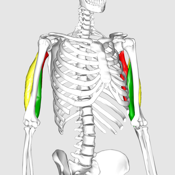 File:Triceps brachii muscle09.png