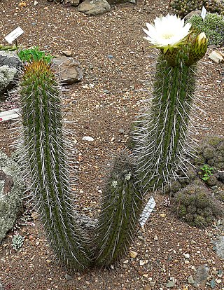 <i>Echinopsis chiloensis</i> Species of plant