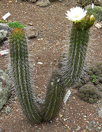 Echinopsis chiloensis