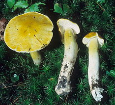 Tricholoma subluteum 80187.jpg