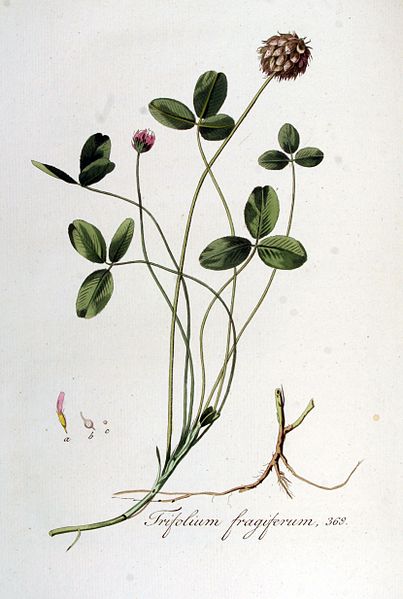 File:Trifolium fragiferum — Flora Batava — Volume v5.jpg