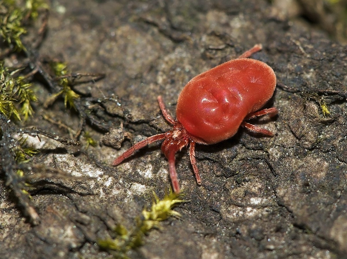 Rote Samtmilbe Wikipedia