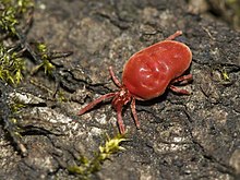 The velvet mite Trombidium holosericeum was named Acarus holosericeus in 1758. Trombidium holosericeum LC0127.jpg