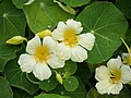 Tropaeolum majus 'Milkmaid', Nasturcja większa 'Milkmaid', 2023-07-21