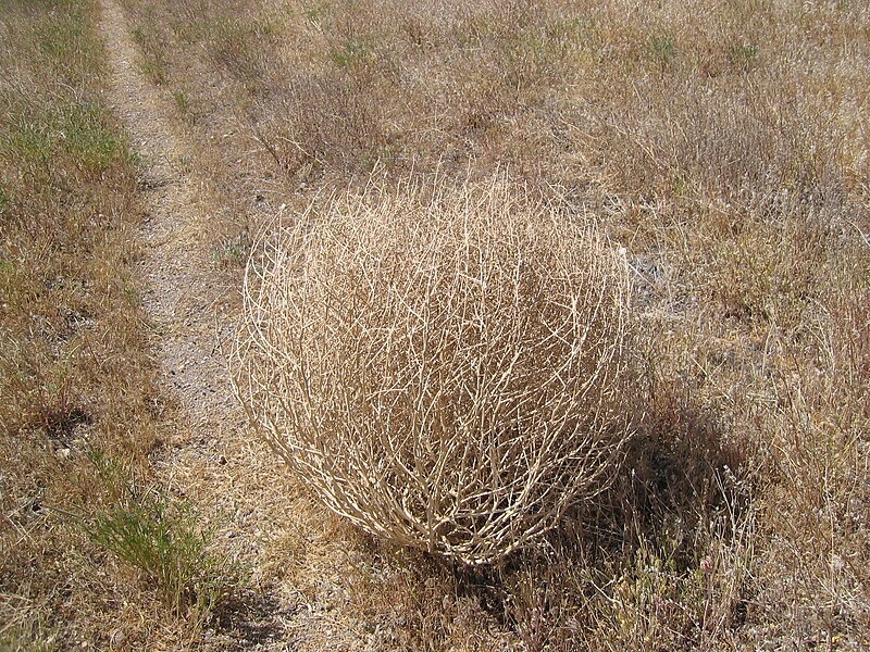 File:Tumbleweed 038.jpg