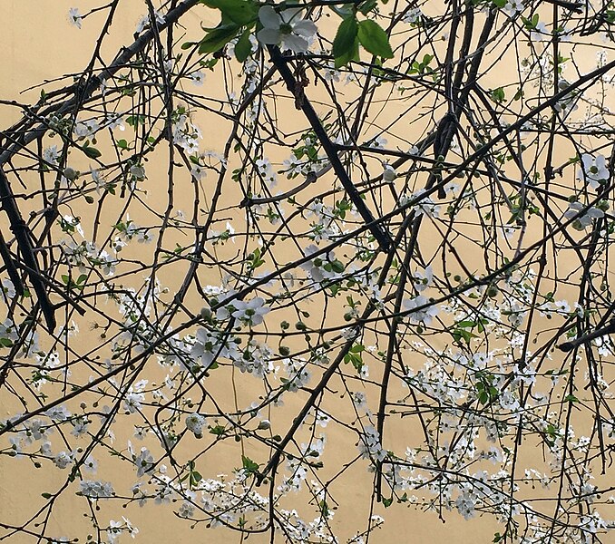 File:Turkey (Istanbul)- Spring flowers with new leaves (25384870671).jpg