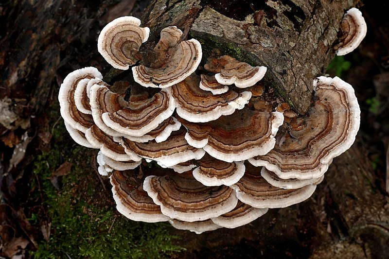 File:Turkey tail Fungus. (41856600312).jpg