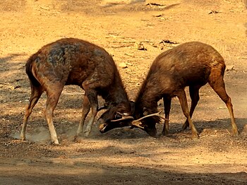 Two sambar deer in strong fight.jpg