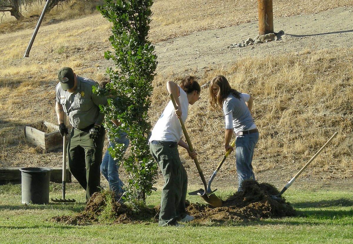 https://upload.wikimedia.org/wikipedia/commons/thumb/6/62/US_Army_51694_The_Corps%27_Pine_Flat_Lake%2C_volunteers_plant_28_trees_to_celebrate_National_Public_Lands_Day.jpg/1200px-US_Army_51694_The_Corps%27_Pine_Flat_Lake%2C_volunteers_plant_28_trees_to_celebrate_National_Public_Lands_Day.jpg