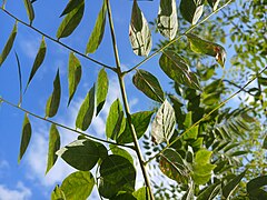 Underside of a young Kentucky coffee tree 2.jpg