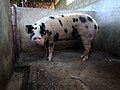 * Nomination A spotted white colored mixed breed sow (female of the pig) in a pen on an agricultural farm in Porto-Nono in Benin --Adoscam 13:29, 4 August 2020 (UTC) * Decline Low quality, f-number extremely low, not sharp enough, noisy, focus to the head not well done --Michielverbeek 13:56, 4 August 2020 (UTC)